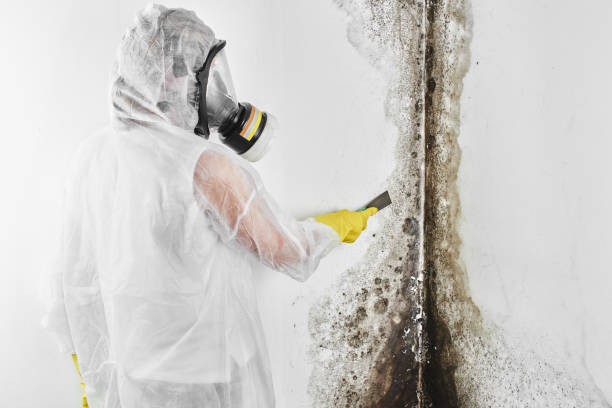 Best Residential Mold Remediation in Blue Ash, OH