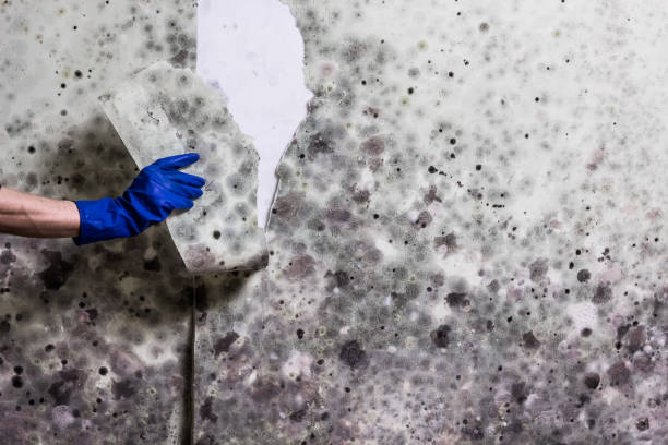Best Bathroom Mold Remediation in Blue Ash, OH
